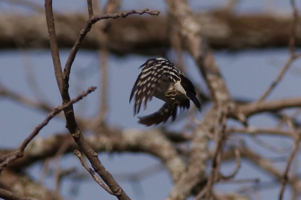 Downy Woodpecker 2013-10-12_1.jpg